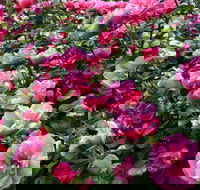 2020 Woolmers Estate Festival of Roses - eAccommodation