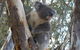 Annual Koala Count - thumb 0