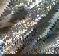 Annual Koala Count - eAccommodation