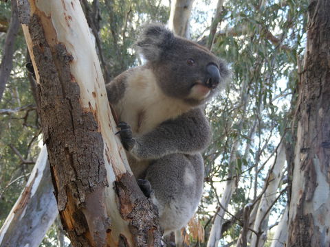 Annual Koala Count - eAccommodation 0