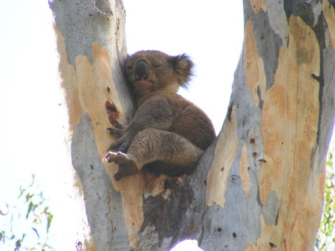 Annual Koala Count - eAccommodation 2