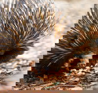Aussie Wildlife Course - July/August/September - eAccommodation