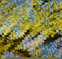 Australian Wattle Day  the Old Bus Depot Markets - eAccommodation