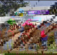 Camel Races at Gosford Showgrounds - eAccommodation