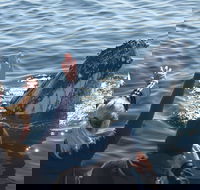 Eden Whale Festival - eAccommodation