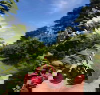 National Cherry Festival - eAccommodation