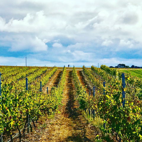 Peter Teakle Wines - eAccommodation 1