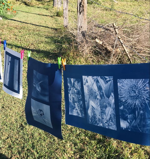 Photography - Cyanotype - eAccommodation 0
