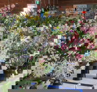 Sapphire Coast Orchid Club Spring Orchid Show - eAccommodation