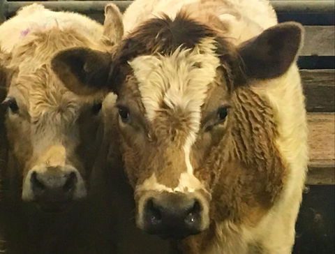 Wangaratta Show - eAccommodation 2