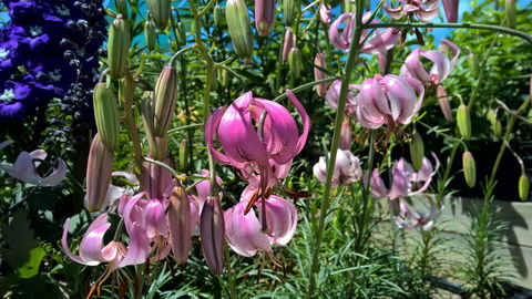 Burnie Lilium Show - eAccommodation 1