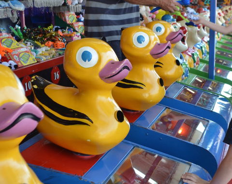 Casino Agricultural Show - eAccommodation 0