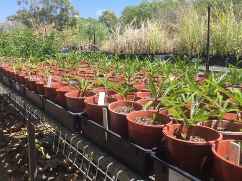 Conservation Volunteers Australia Townsville - Ocean View Nursery - eAccommodation 2
