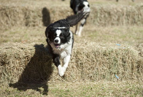 Great Nundle Dog Race - eAccommodation 0