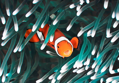 Great Barrier Reef Masters Games - eAccommodation 1