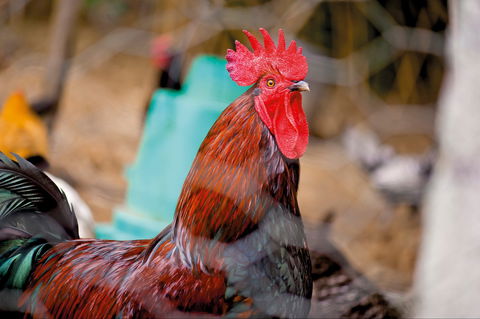 Nimbin Show - eAccommodation 0