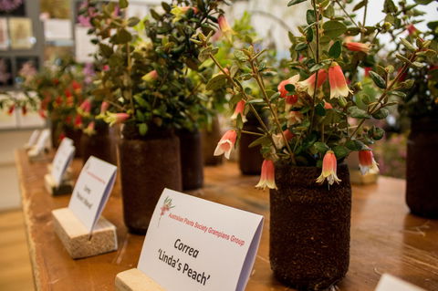 Pomonal Native Flower Show - eAccommodation 1