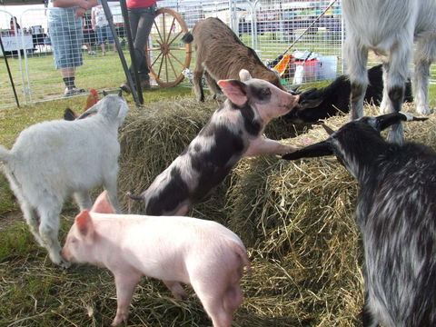 Primex Field Days - Online Virtual Event - eAccommodation 2