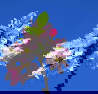 Spring time at Hunter Valley Gardens - eAccommodation