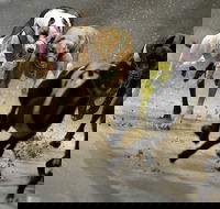Twilight Greyhound Racing - eAccommodation