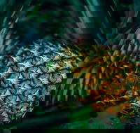 Yeppoon Community Market - eAccommodation