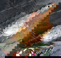 Aged Wine and Vintage Pies - eAccommodation