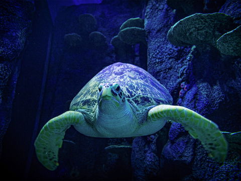 Sydney's Aquarium - eAccommodation 0