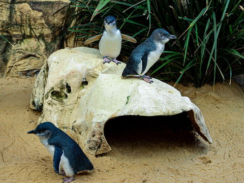 Sydney's Aquarium - eAccommodation 2