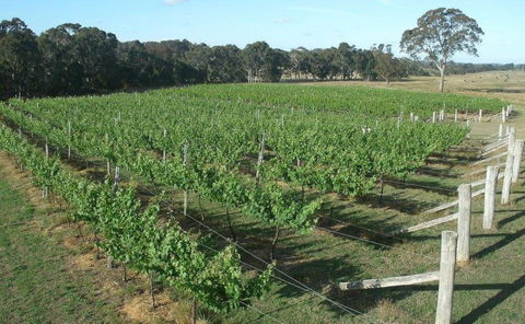 Yarralaw Springs Wines  - Cellar Door Wine Tasting - eAccommodation 1