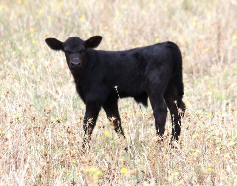 Old Bara Guesthouse - eAccommodation 4