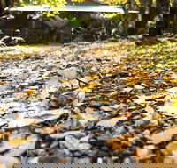 Cradle Forest Inn - eAccommodation