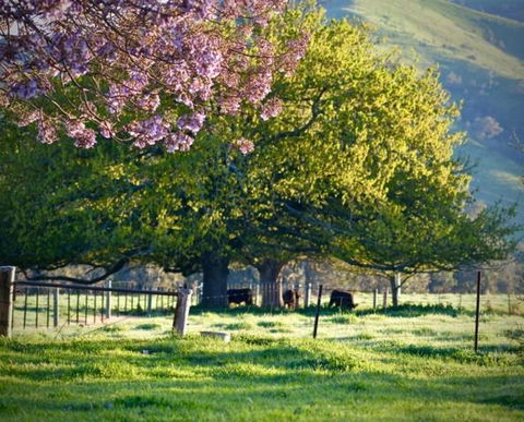 Alexandra Farmstay - eAccommodation 6
