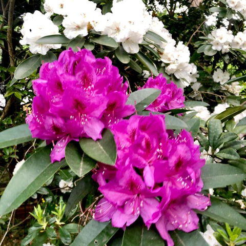 Aldgate Creek Cottage Bed & Breakfast - eAccommodation 5