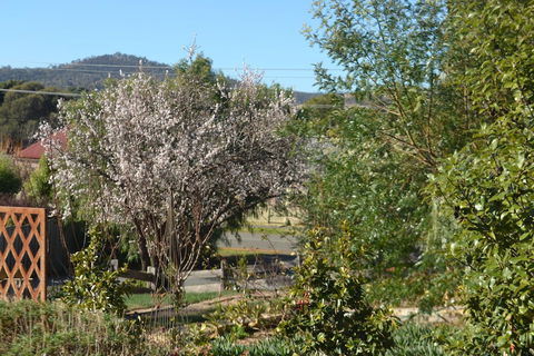 Mulberry Cottage B&B - eAccommodation 3