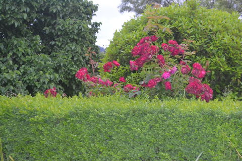 Mulberry Cottage B&B - eAccommodation 1