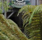 The Wombat Cottage - eAccommodation