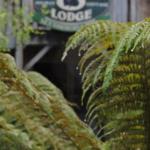 The Wombat Cottage - eAccommodation 0