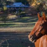 Historic Oak Hill House Estate Truffle Gourmet Festival Region - eAccommodation 0
