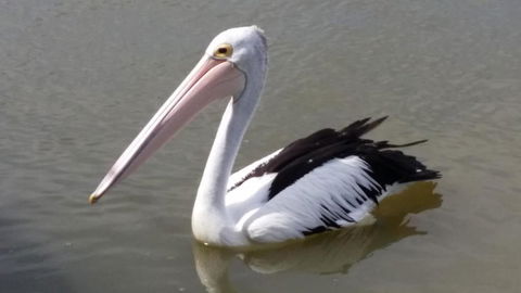 PS Federal Retreat Paddle Steamer Goolwa - eAccommodation 5