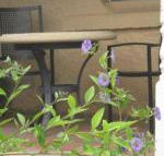 Amalie Cottage Waikerie Unit 1 - eAccommodation