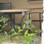 Amalie Cottage Waikerie Unit 1 - eAccommodation 0