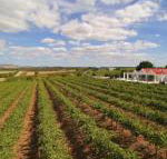 Barossa Valley Lyndoch - eAccommodation