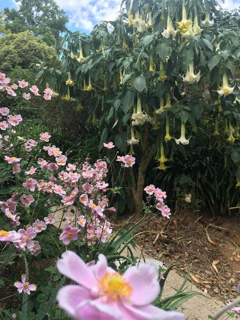 Adelaide Hills B & B Accommodation - eAccommodation 6