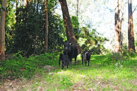 Alcheringa Cottage - eAccommodation 4