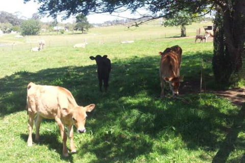 Appin Homestay B & B - eAccommodation 2
