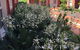 Australian Home Away At Box Hill 2 Bedroom - thumb 1