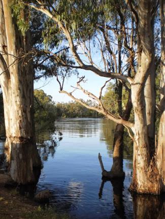 Barham Riverland Motel - eAccommodation 1