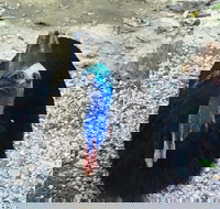 Licuala Lodge - eAccommodation