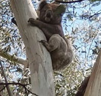 Wilsons Promontory Motel - eAccommodation