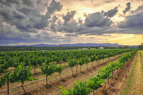 Adina Vineyard - eAccommodation 3